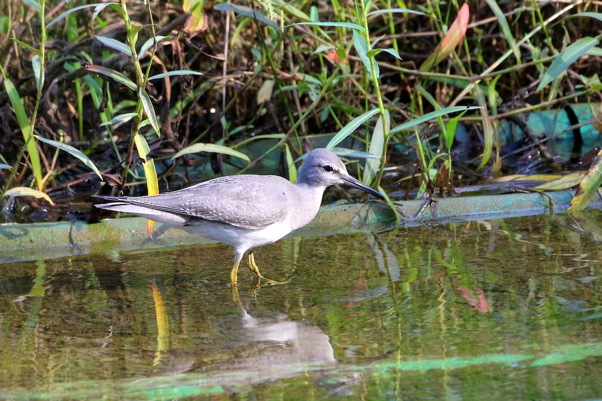 Grauschwanz-Wasserläufer - ML523551831