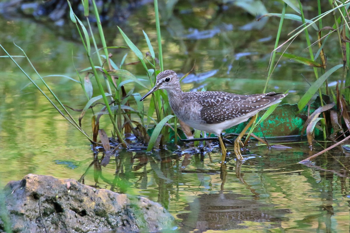 Wood Sandpiper - ML523551841