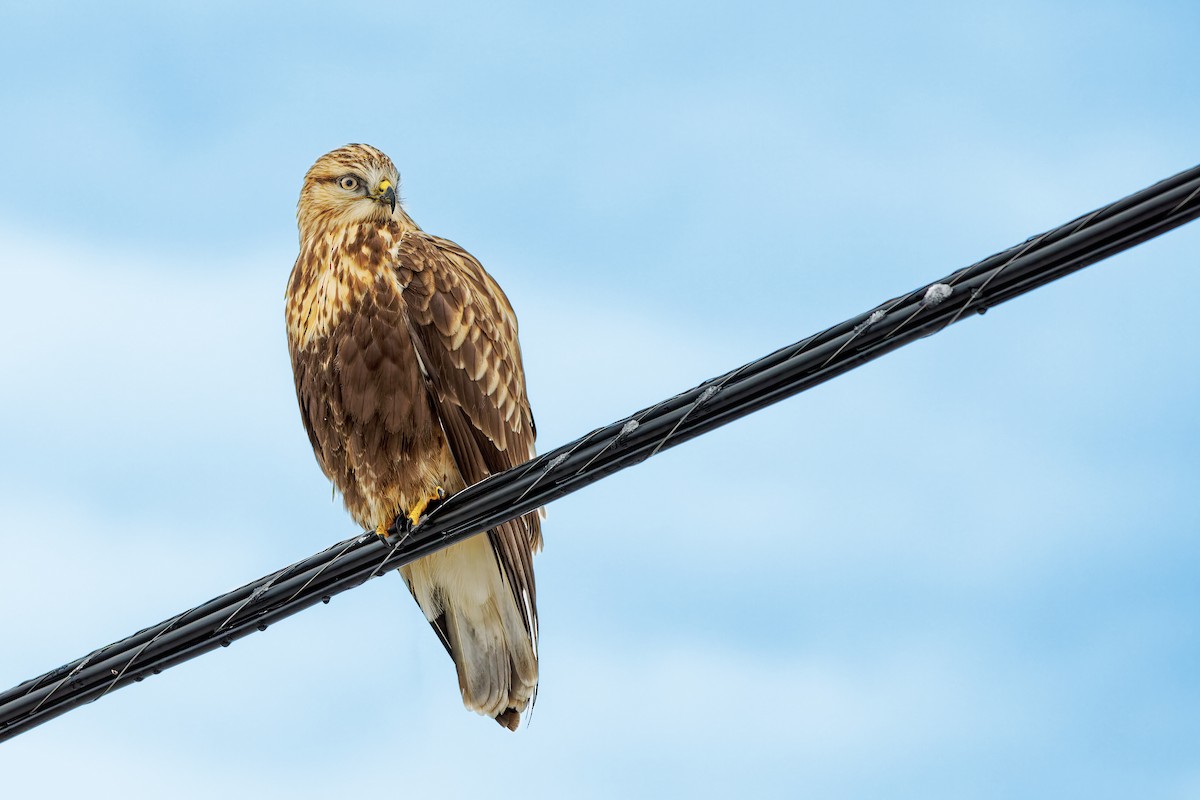 Rough-legged Hawk - ML523552581