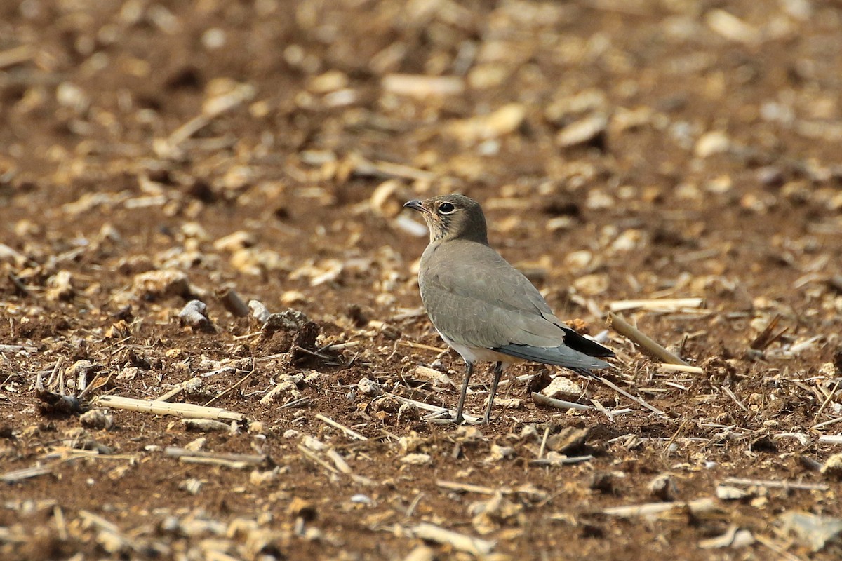 Oriental Pratincole - Atsushi Shimazaki