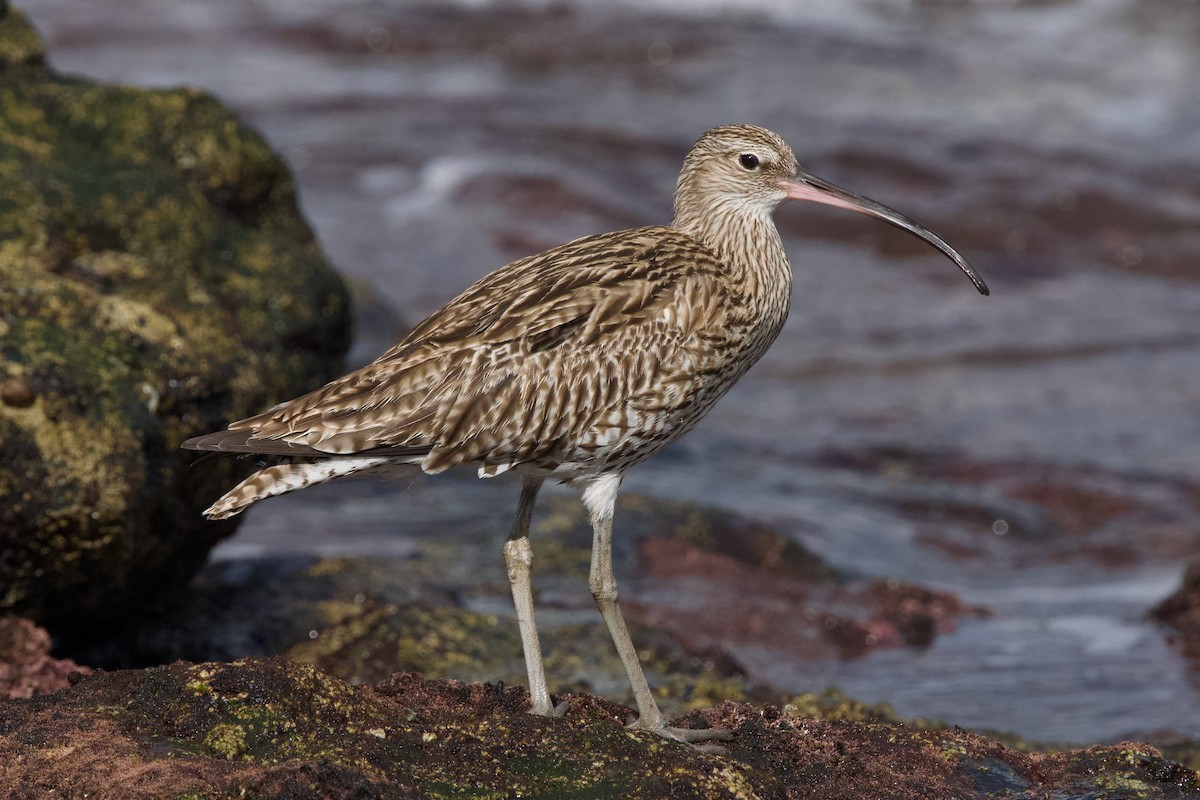 Eurasian Curlew - Alberto Aguiar Álamo
