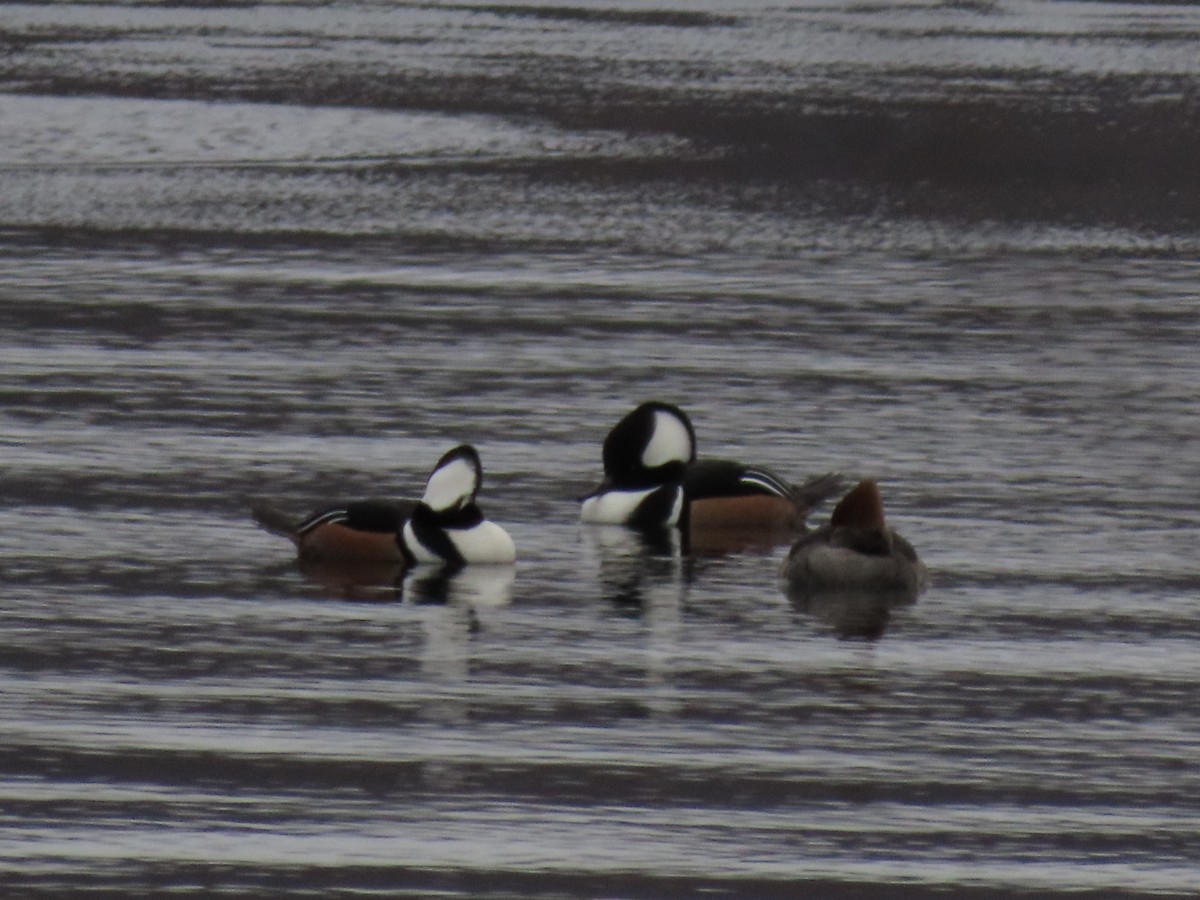 Hooded Merganser - ML523555831