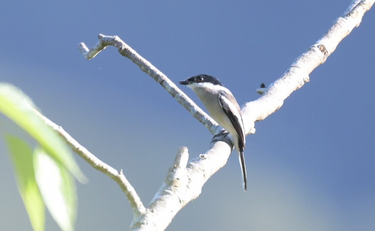 Bar-winged Flycatcher-shrike - ML523556031