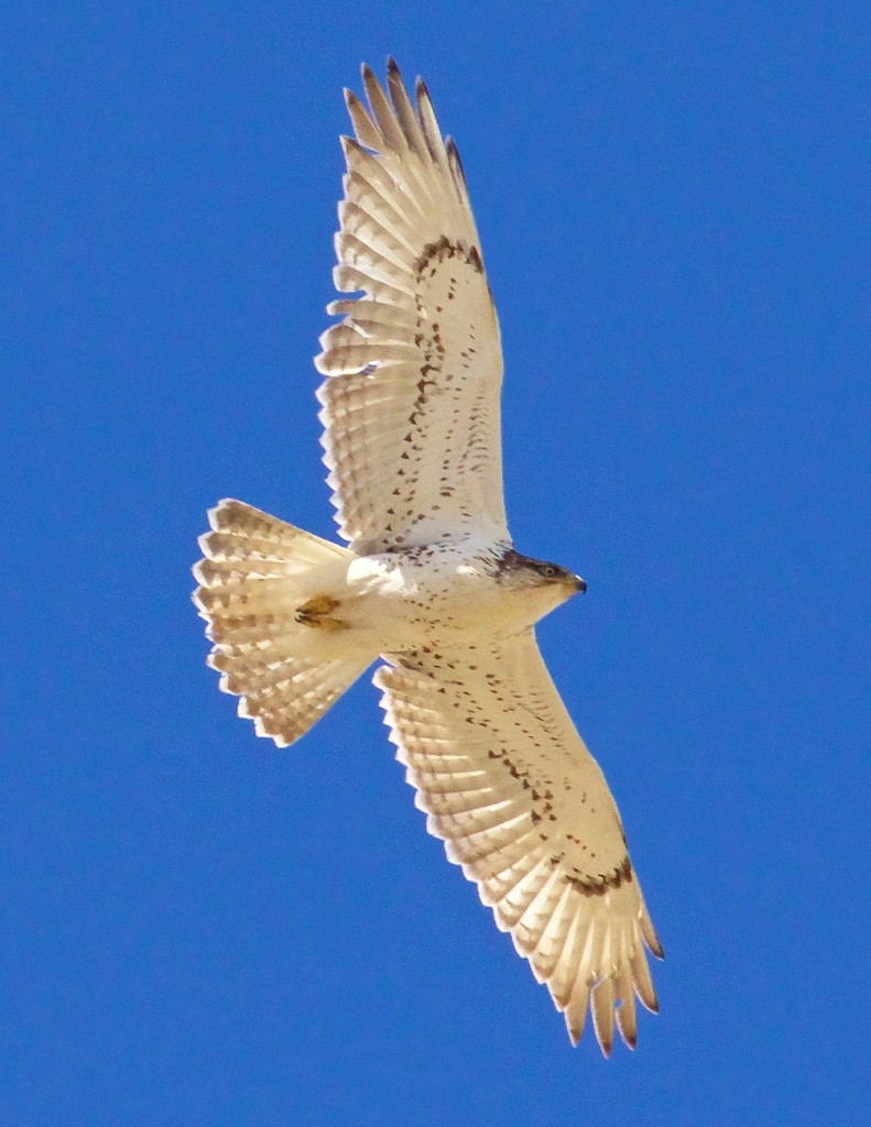 ML52355631 - Ferruginous Hawk - Macaulay Library