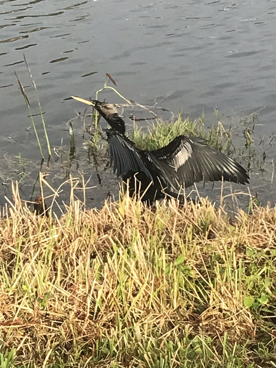 Anhinga - Patti Haynes