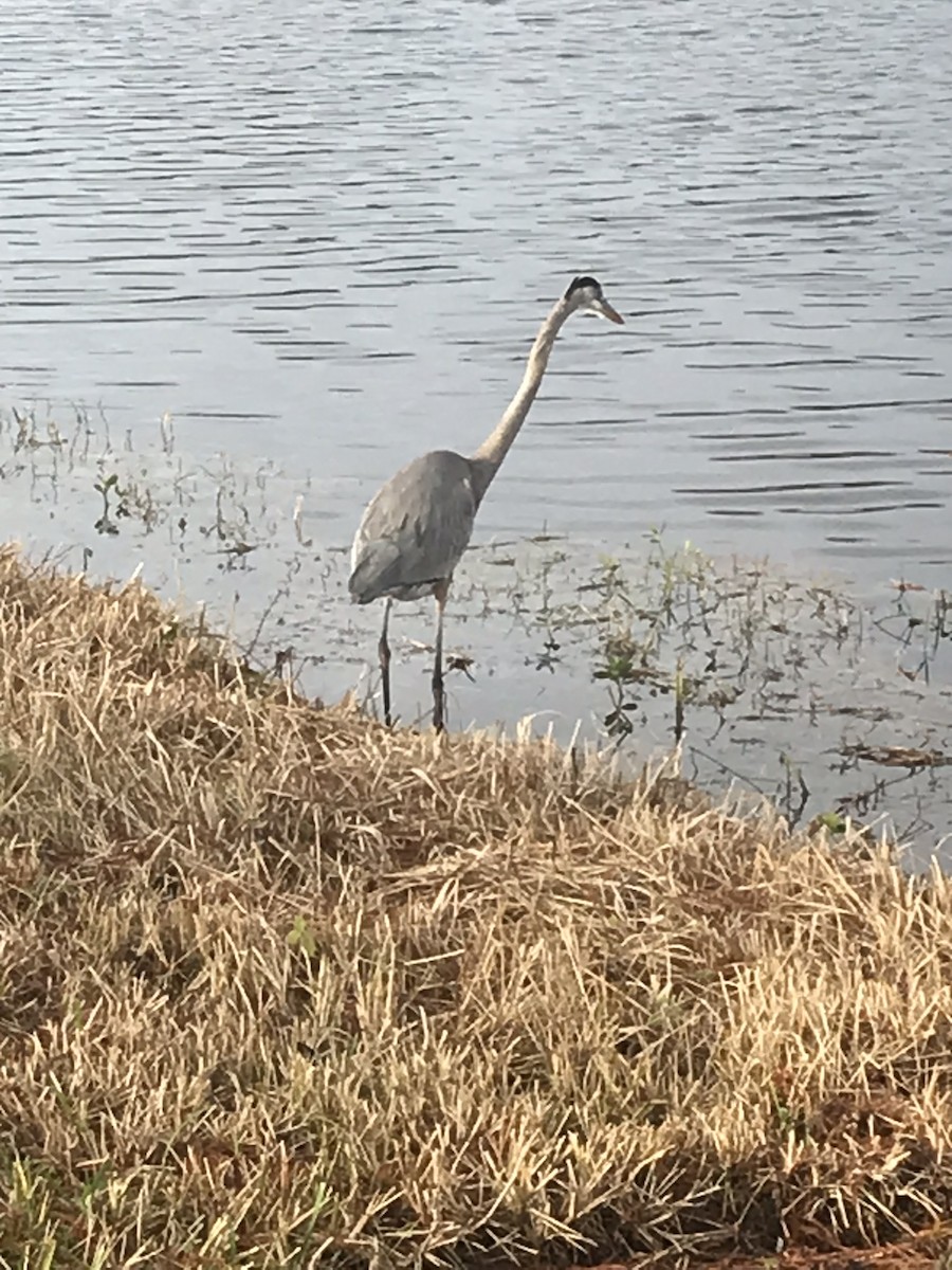 Great Blue Heron - Patti Haynes