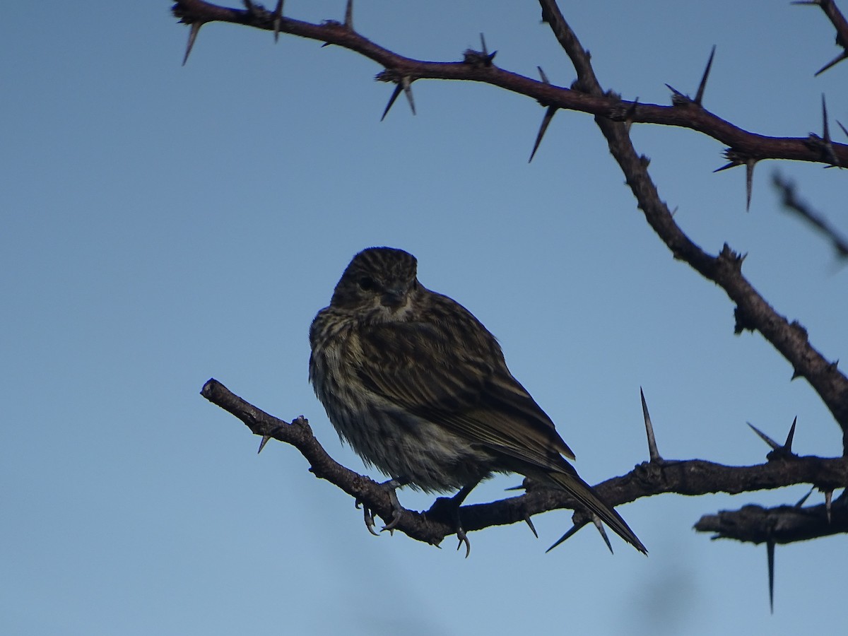 Plumbeous Sierra Finch - ML523557441