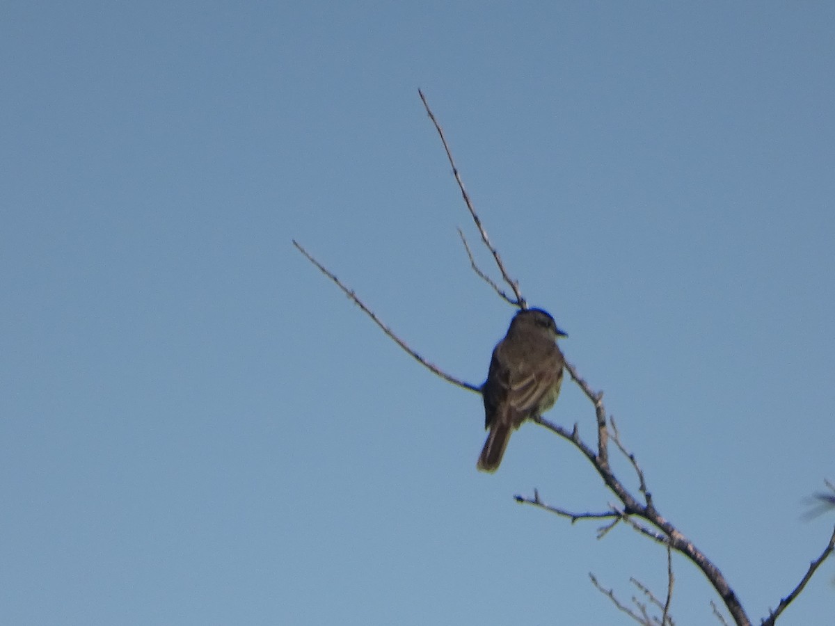 Crowned Slaty Flycatcher - ML523557891