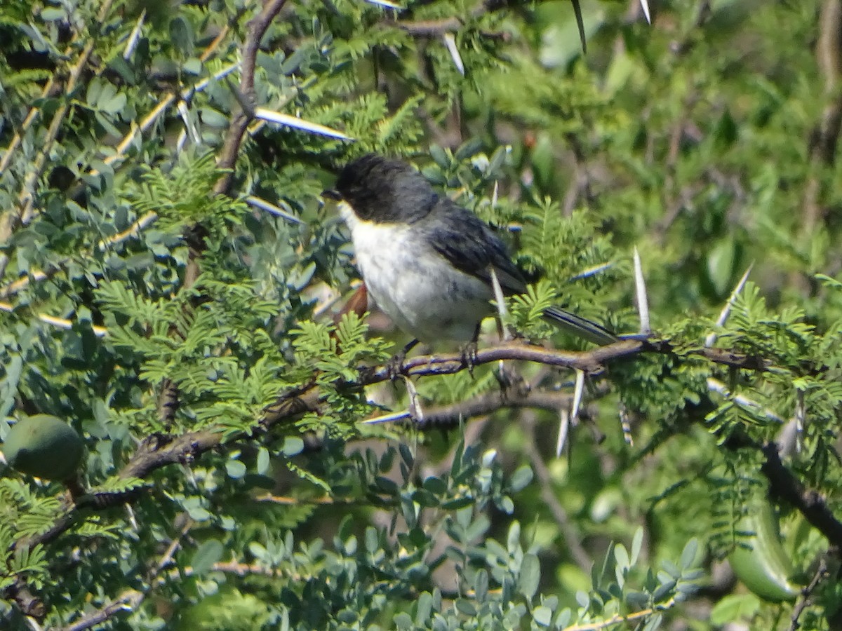 Black-capped Warbling Finch - ML523558551