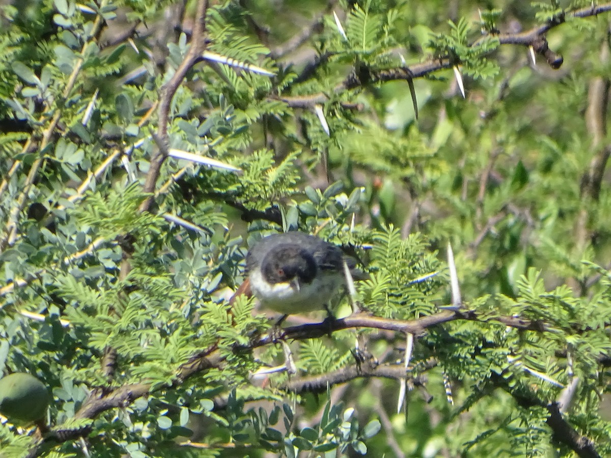 Black-capped Warbling Finch - ML523558561