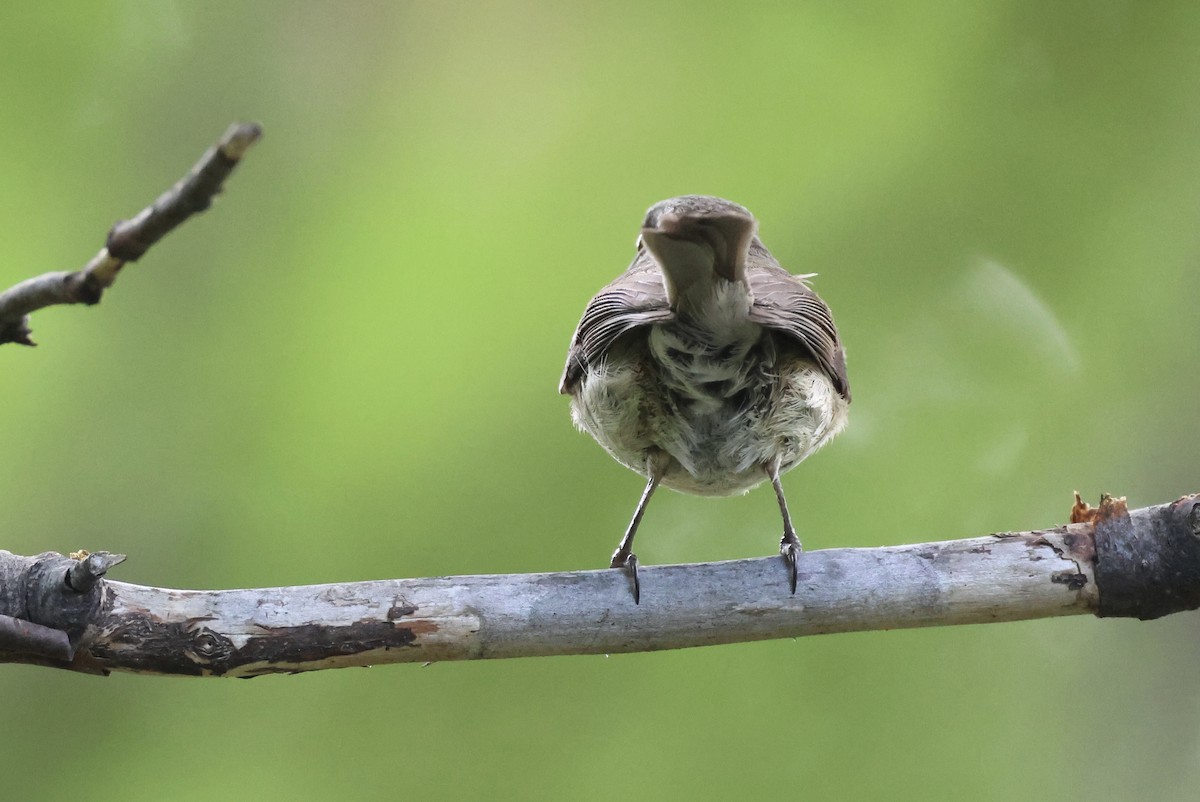 Patagonian Tyrant - ML523558691