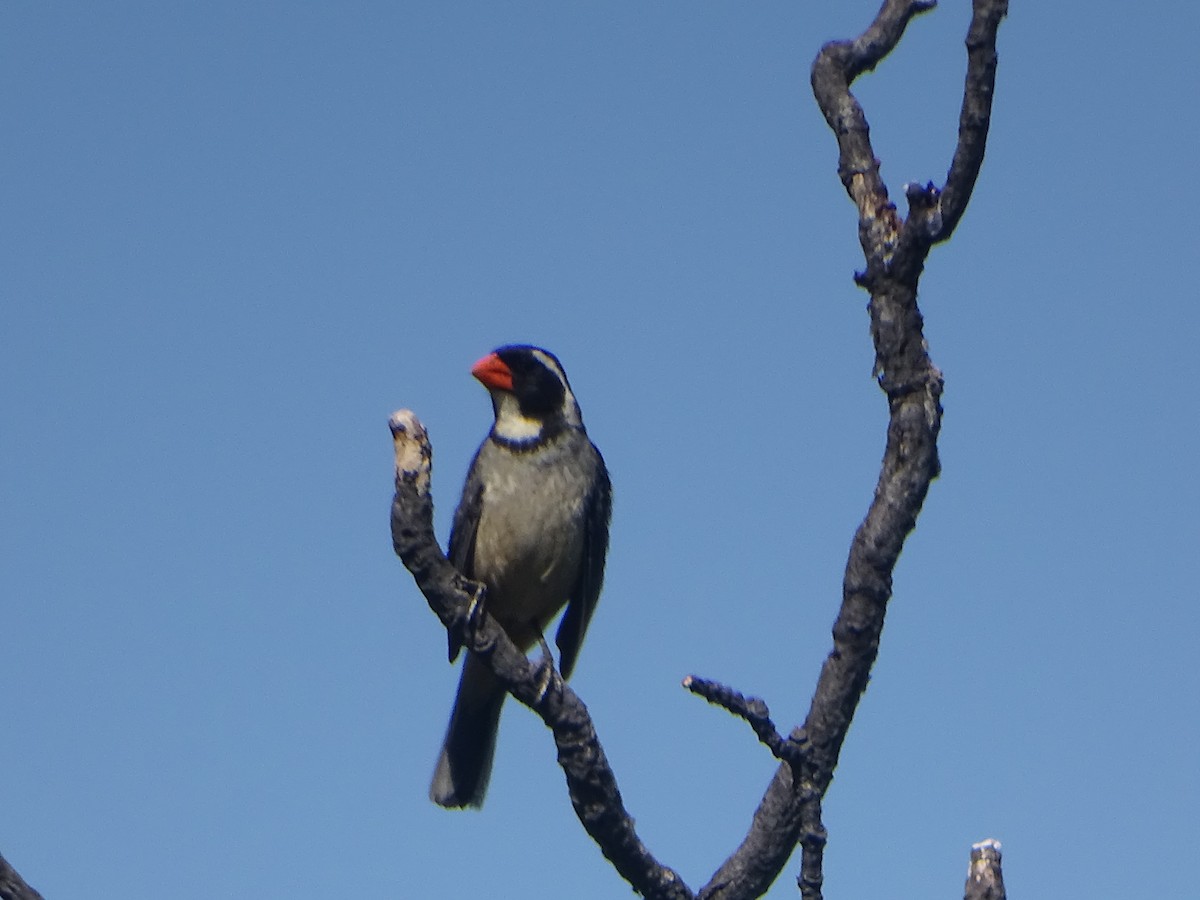 Golden-billed Saltator - ML523558731