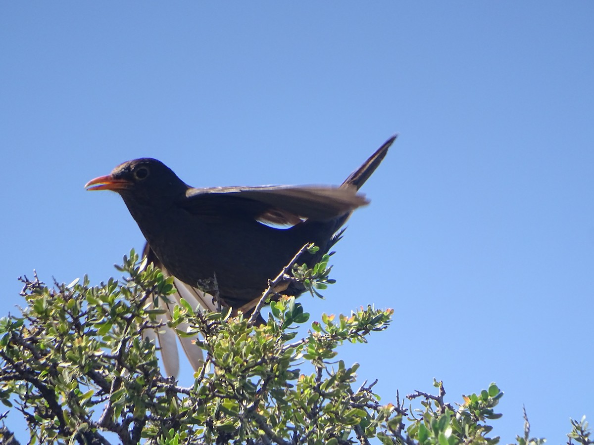 Chiguanco Thrush - ML523558801