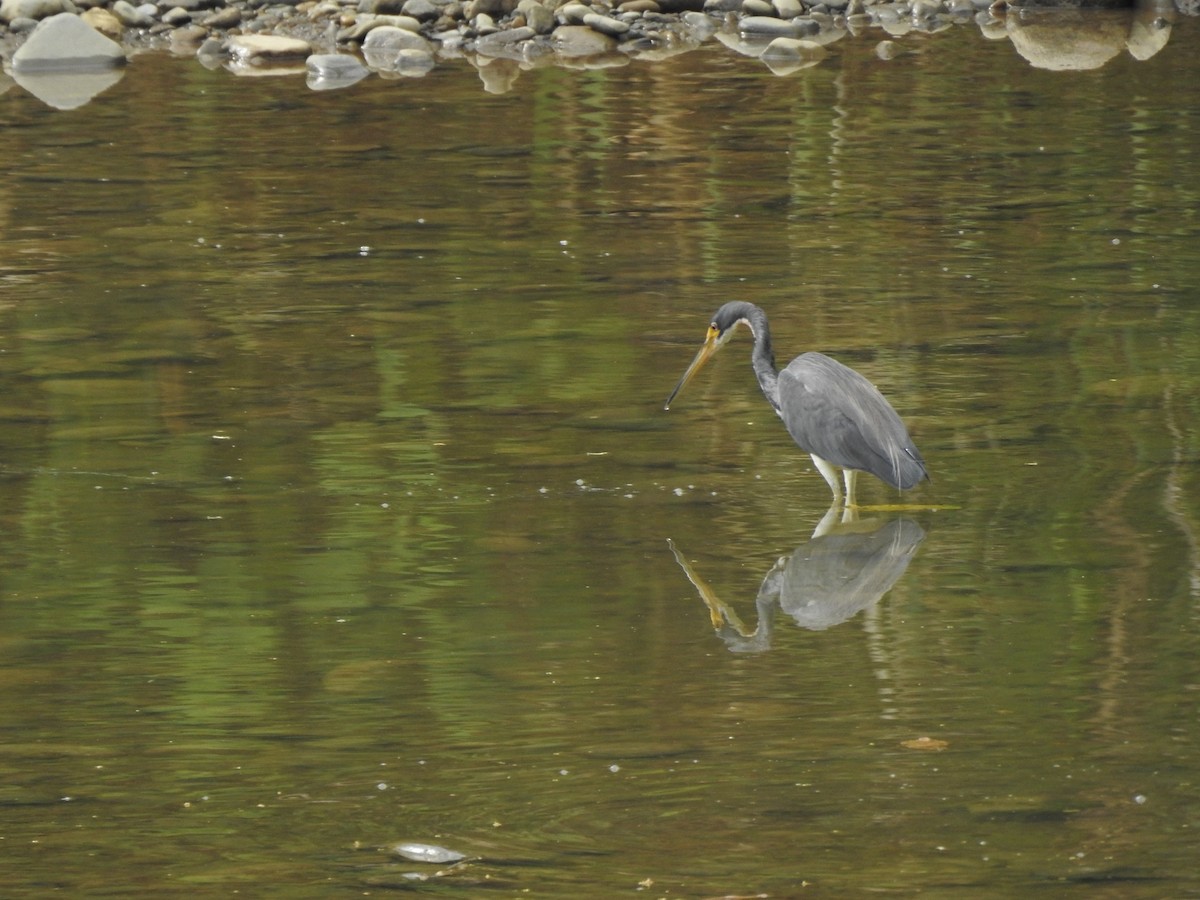 Tricolored Heron - Louise Duguay