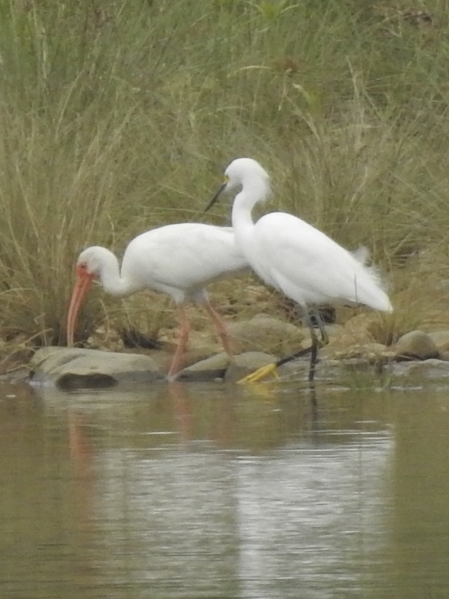 ibis bílý - ML523560641