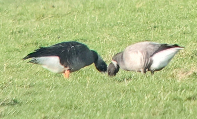 Antzara/Branta sp. - ML523560751