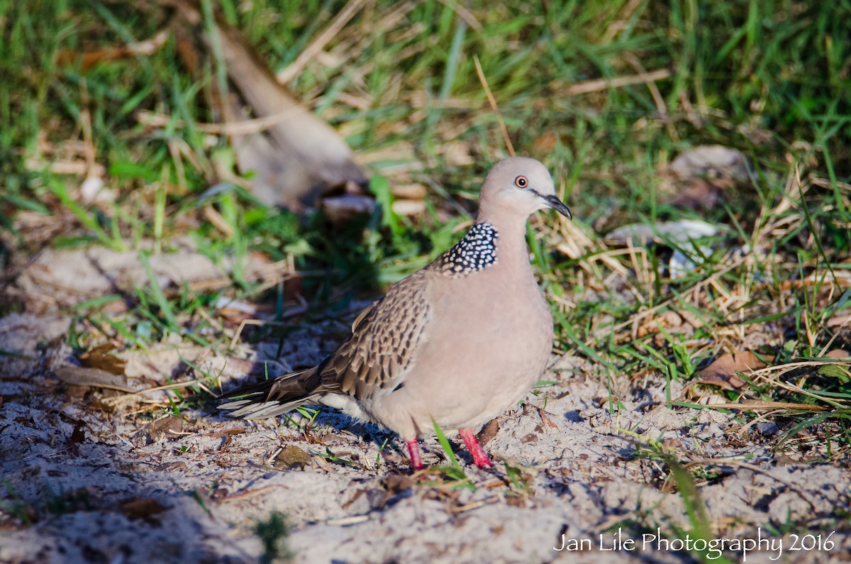 Spotted Dove - ML52356121
