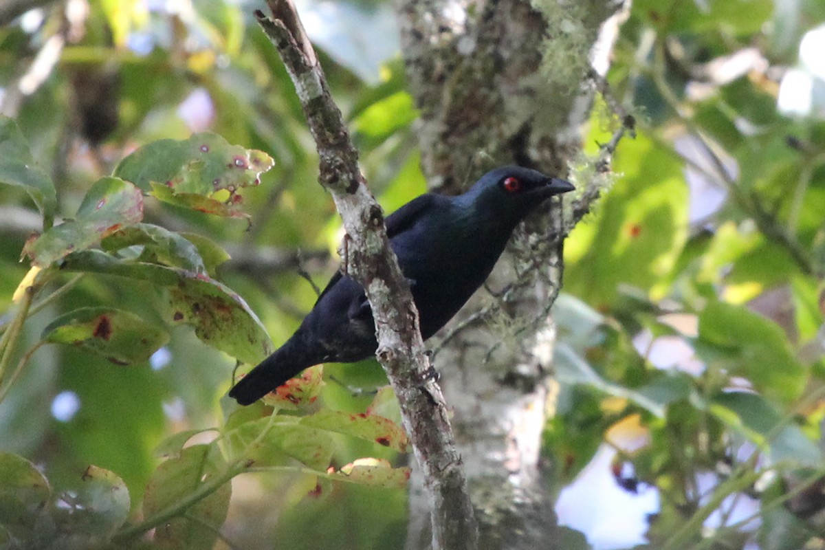 Short-tailed Starling - ML52356351