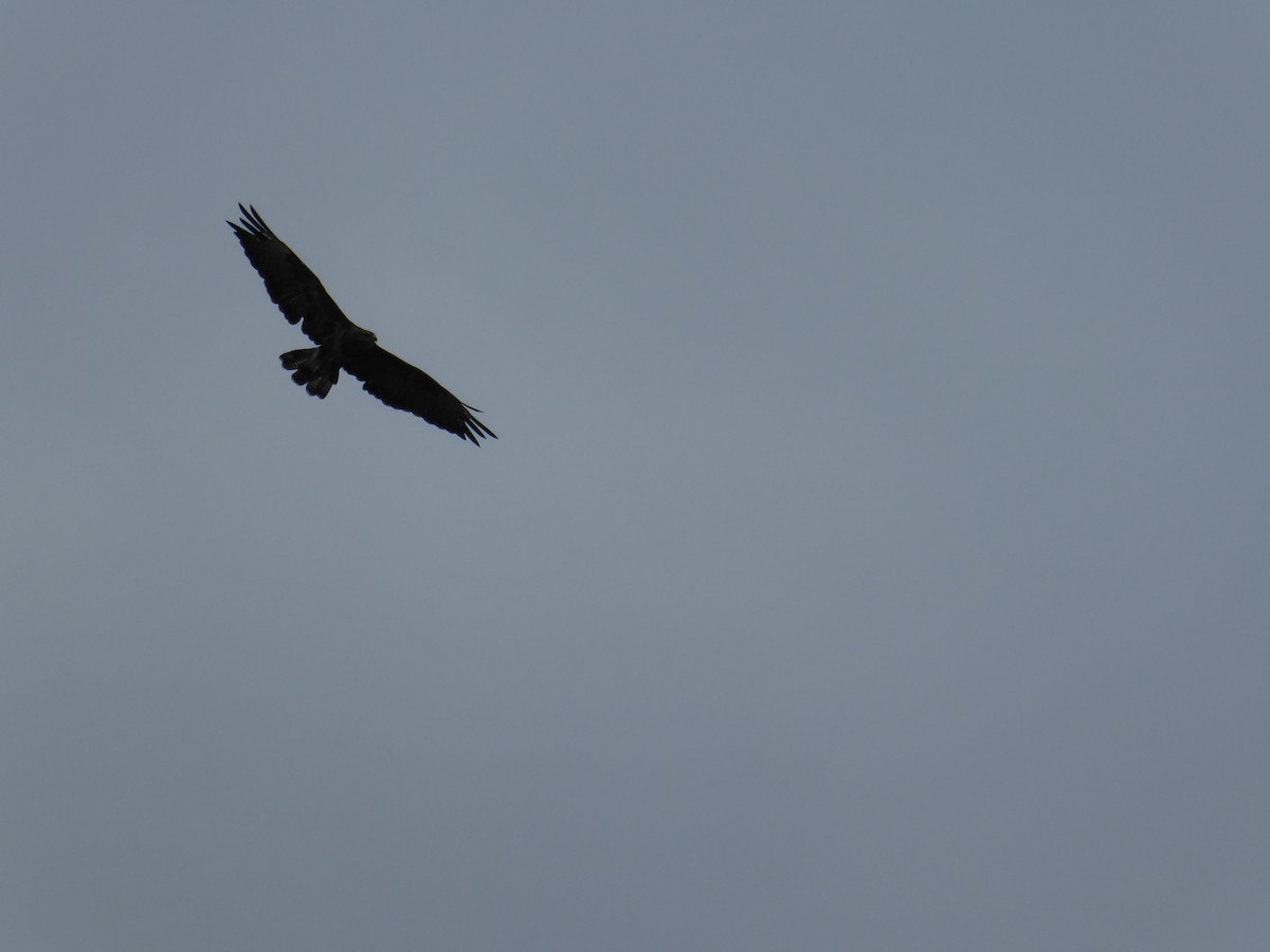 Common Buzzard - ML523563681