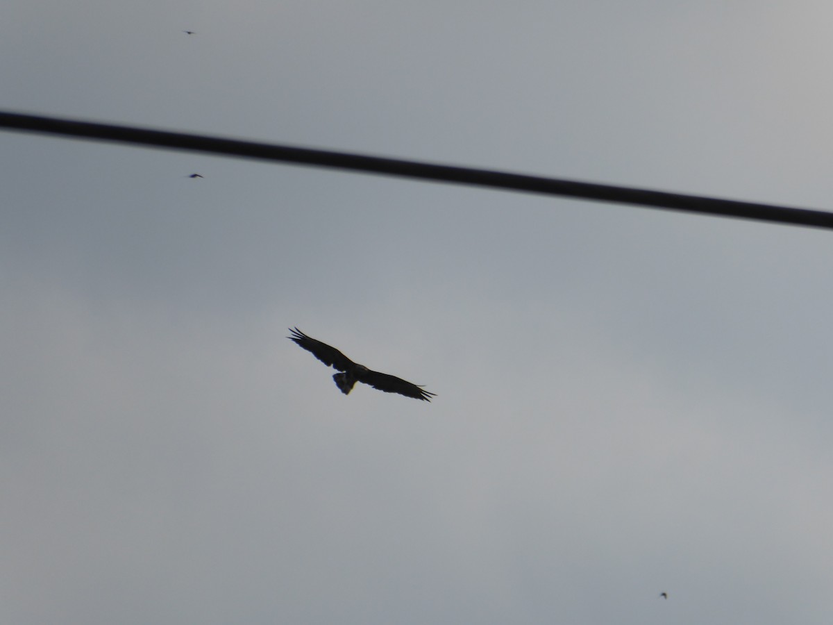 Common Buzzard - ML523563711