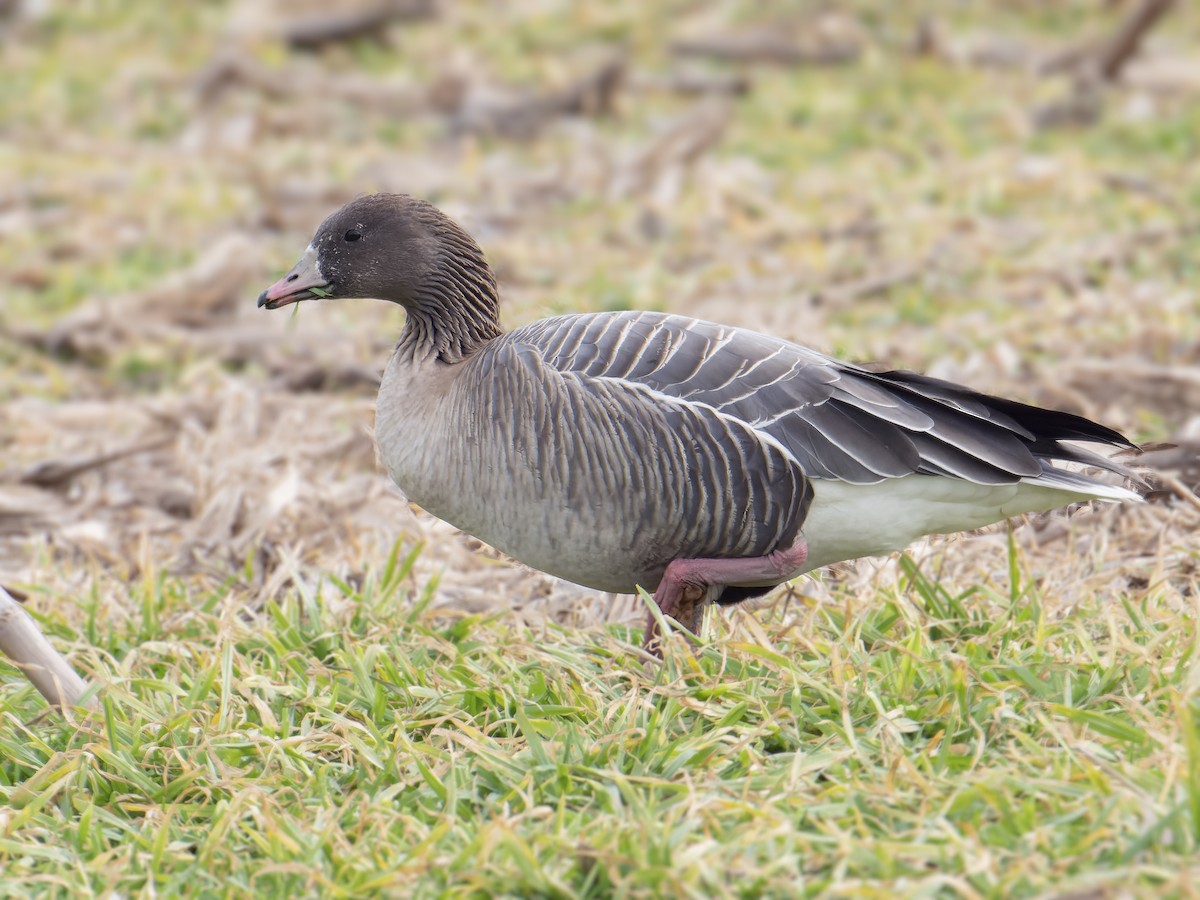 Pink-footed Goose - Michael Moore