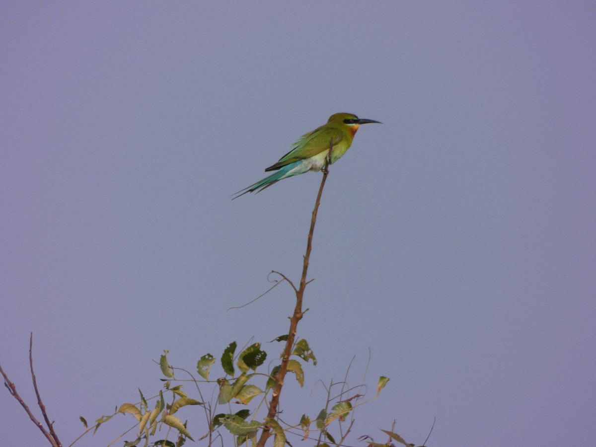 Blue-tailed Bee-eater - Derek Johnson