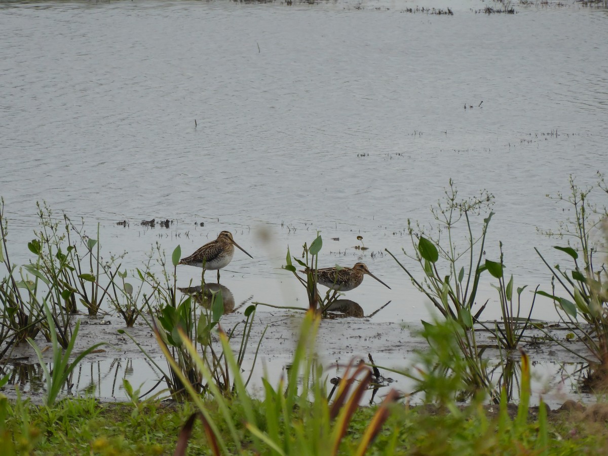 Common Snipe - ML523564411