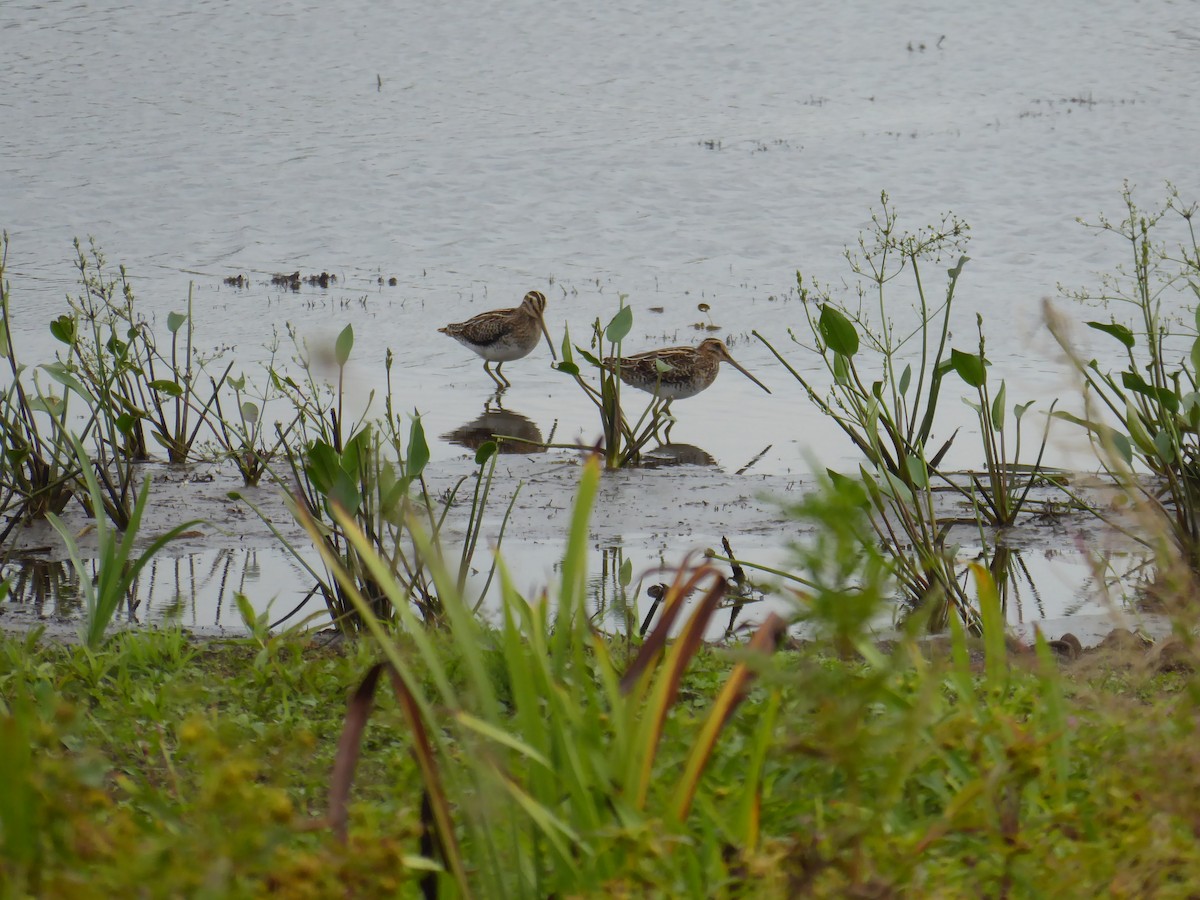 Common Snipe - ML523564421