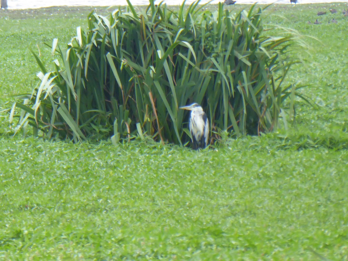 Gray Heron - ML523564671