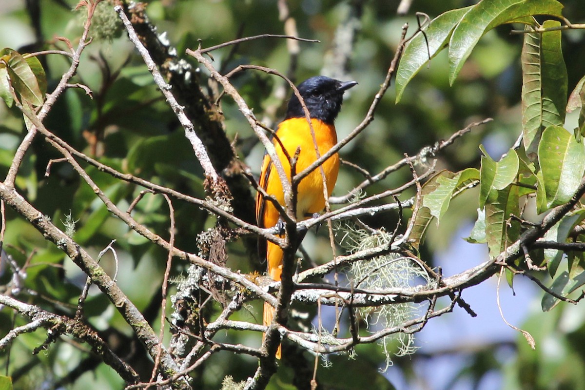 Minivet écarlate - ML52356521