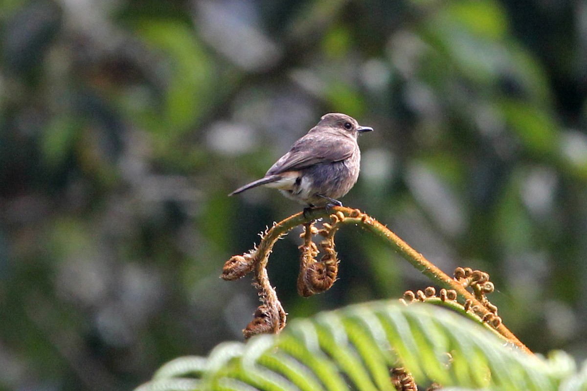 Pied Bushchat - ML52356541