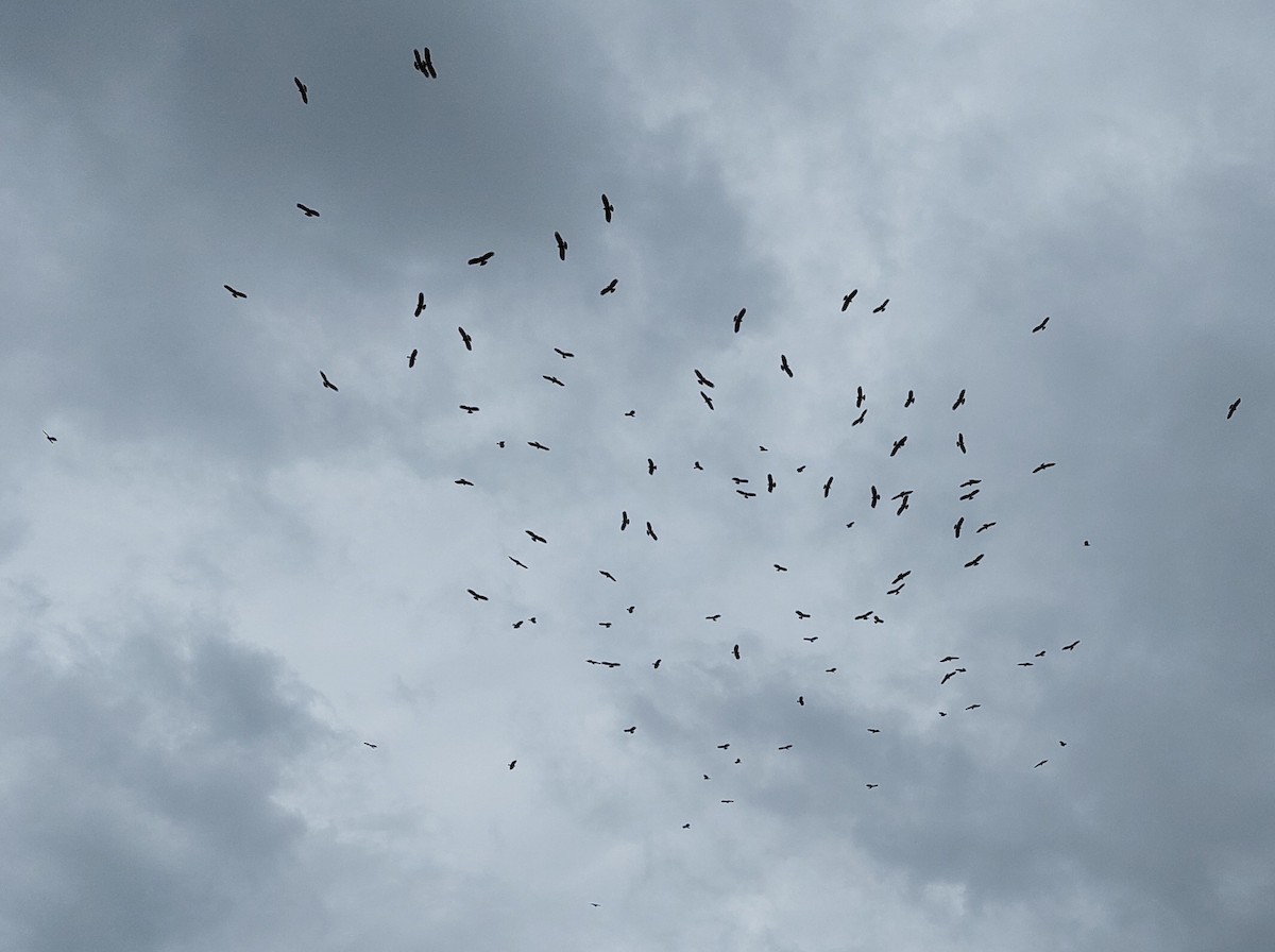 Snail Kite - ML523566121