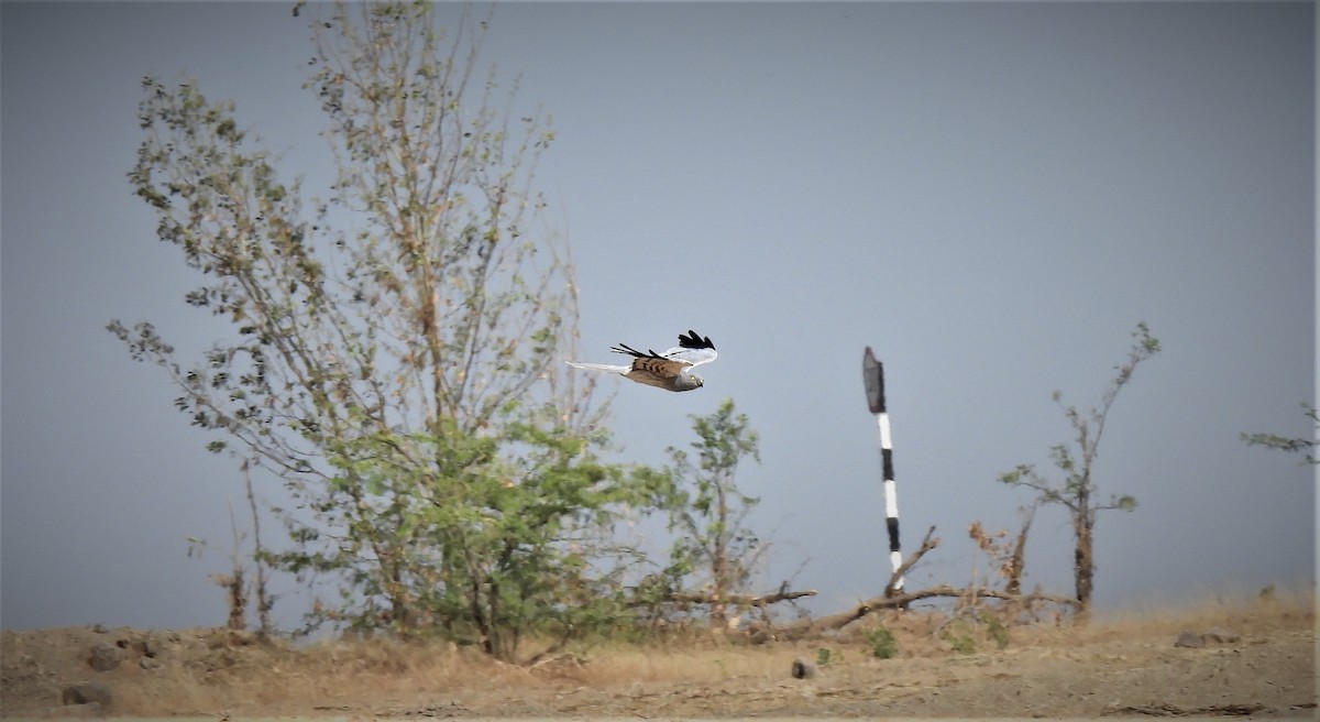 Montagu's Harrier - ML523566661