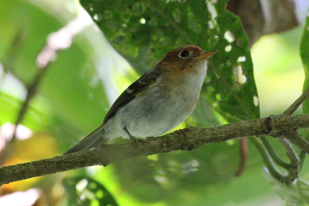 Mosquitero de la Sonda - ML52356691