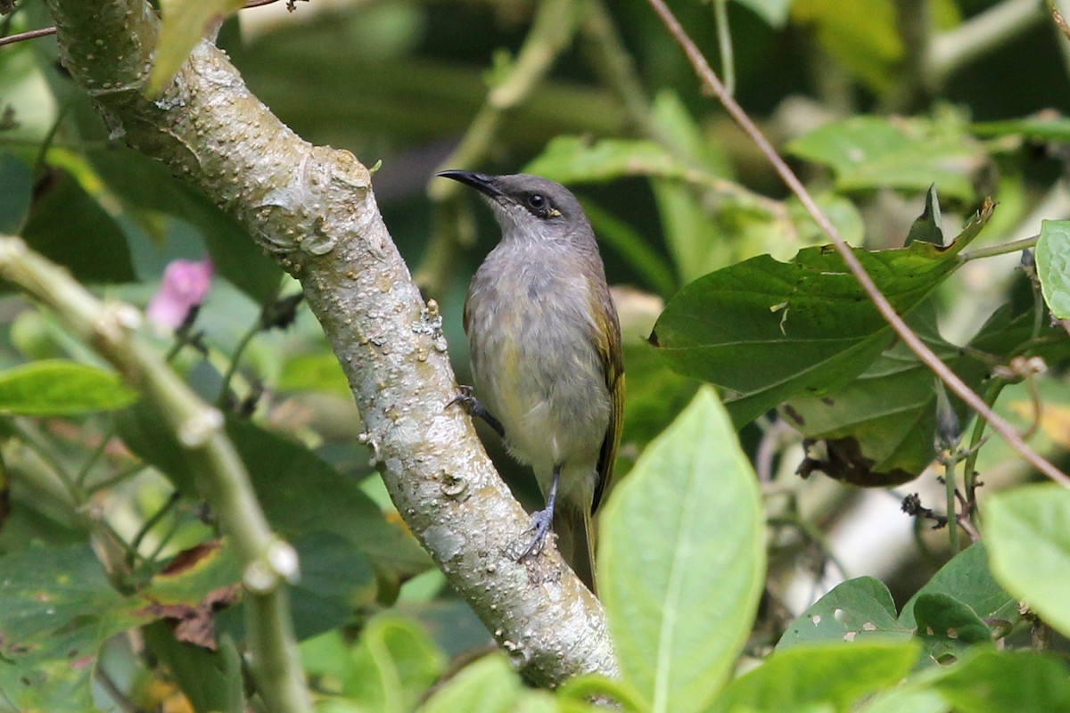 Brown Honeyeater - ML52356801