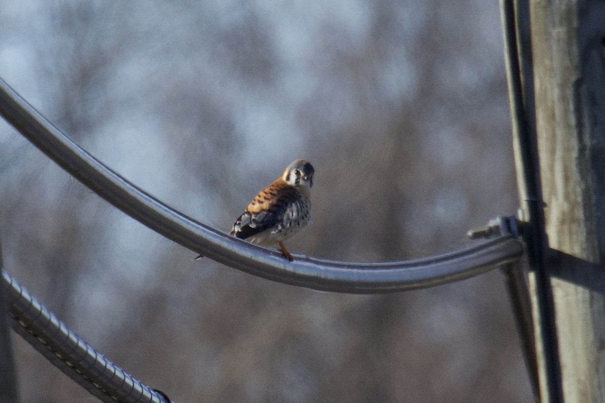 American Kestrel - ML523569151