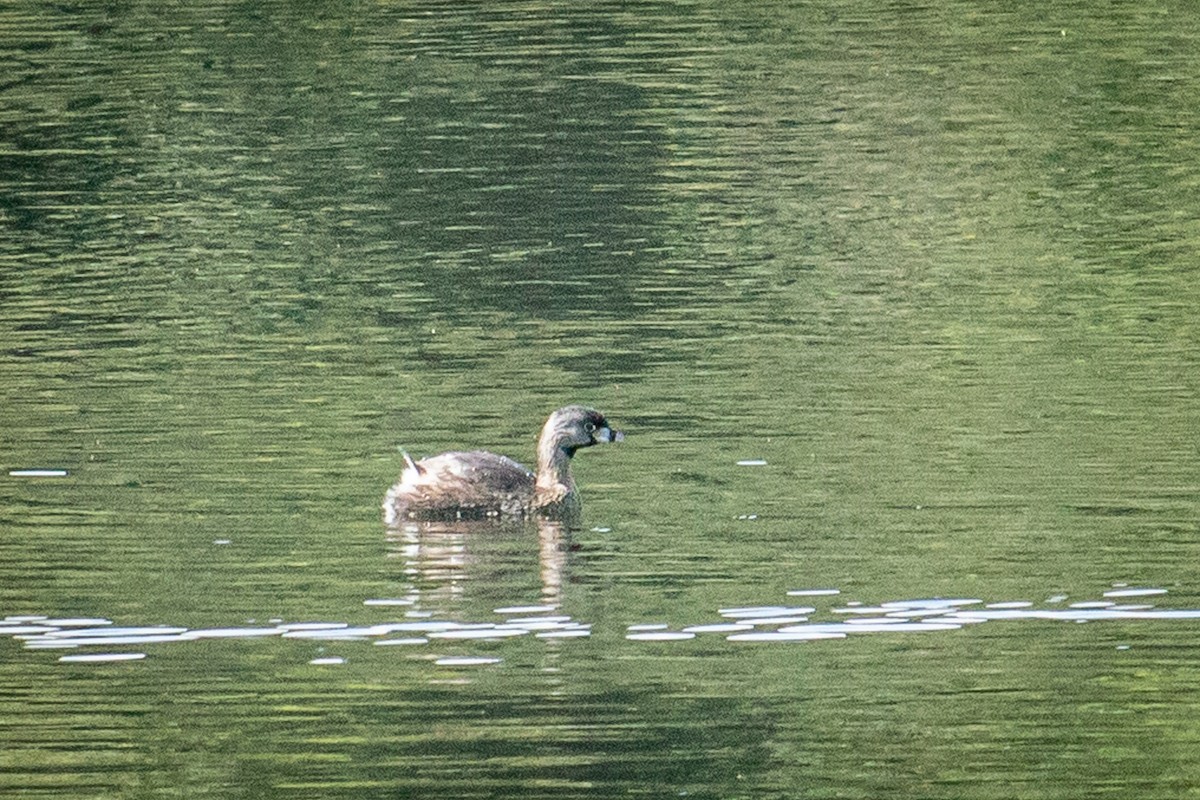 Pied-billed Grebe - ML523569161