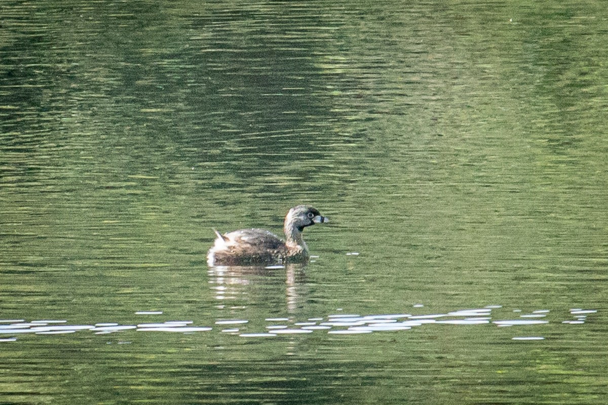 Pied-billed Grebe - ML523569171