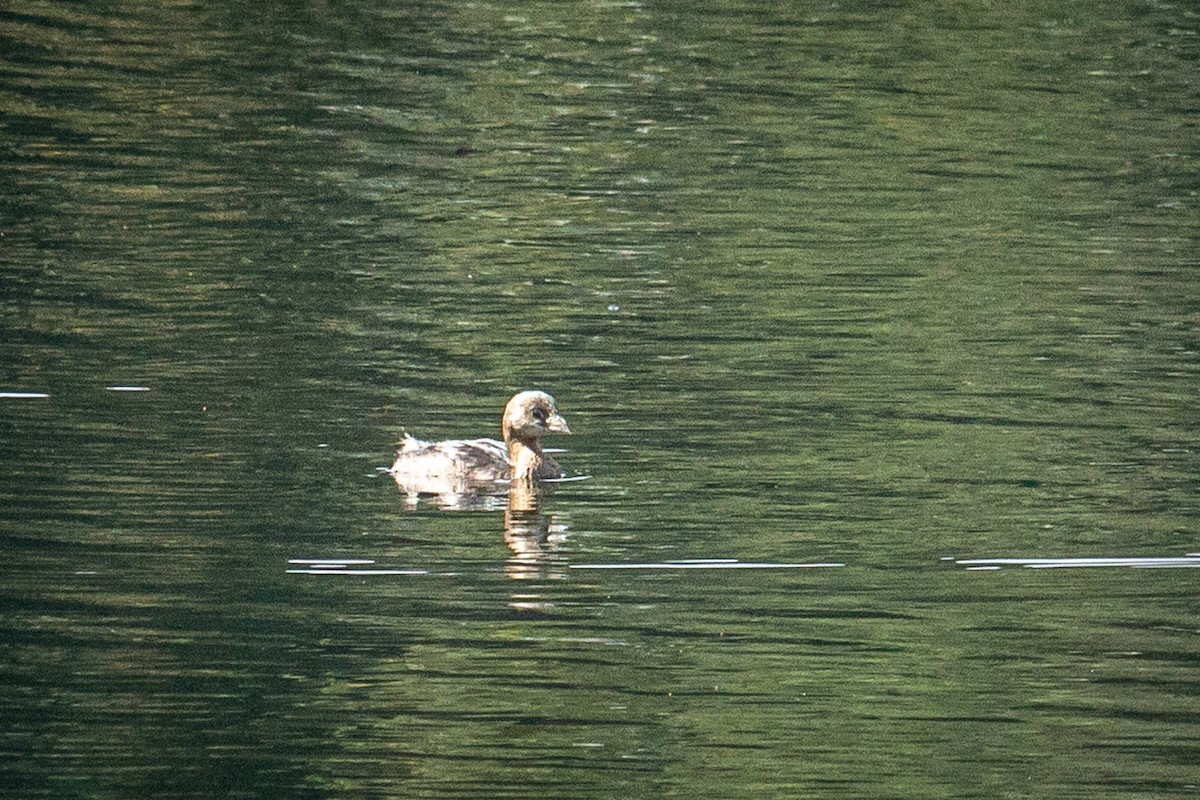 Pied-billed Grebe - ML523569191