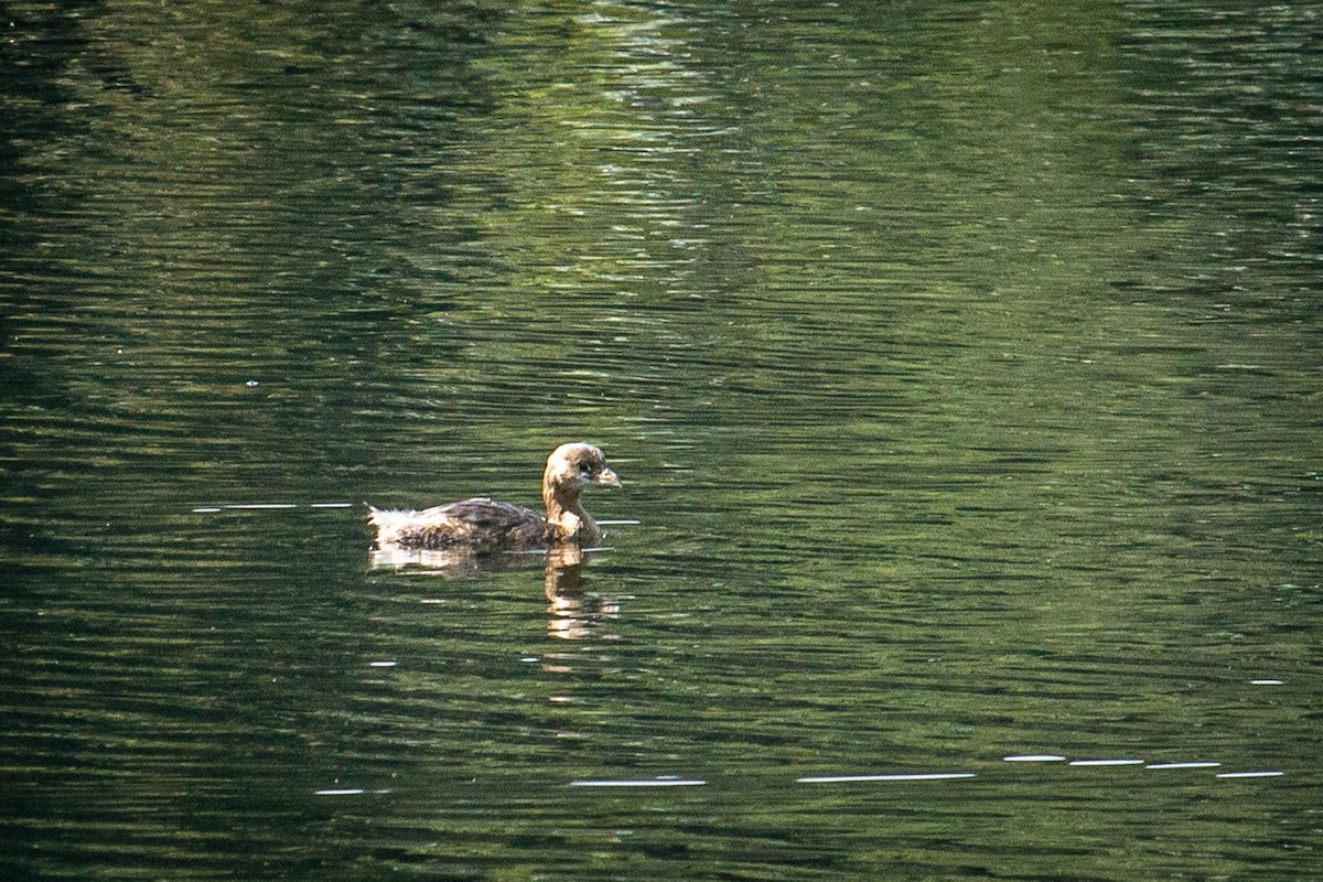 Pied-billed Grebe - ML523569201