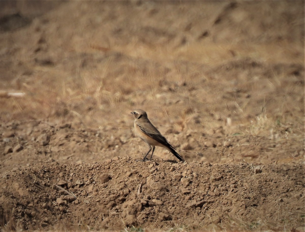 Isabelline Wheatear - ML523569211