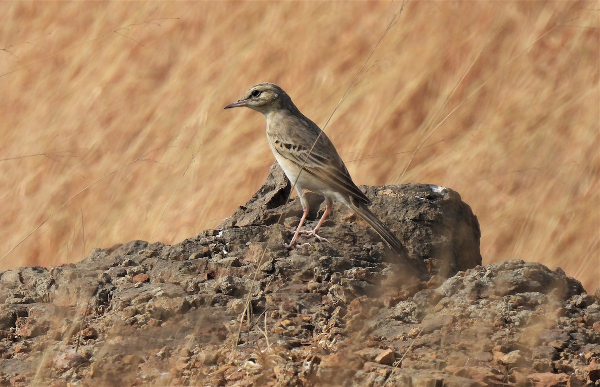 Tawny Pipit - ML523569451