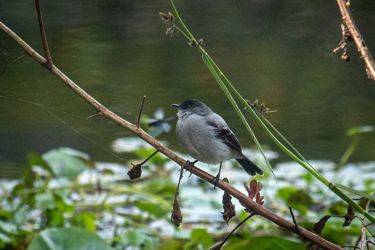 Torrent Tyrannulet - Francisco Russo