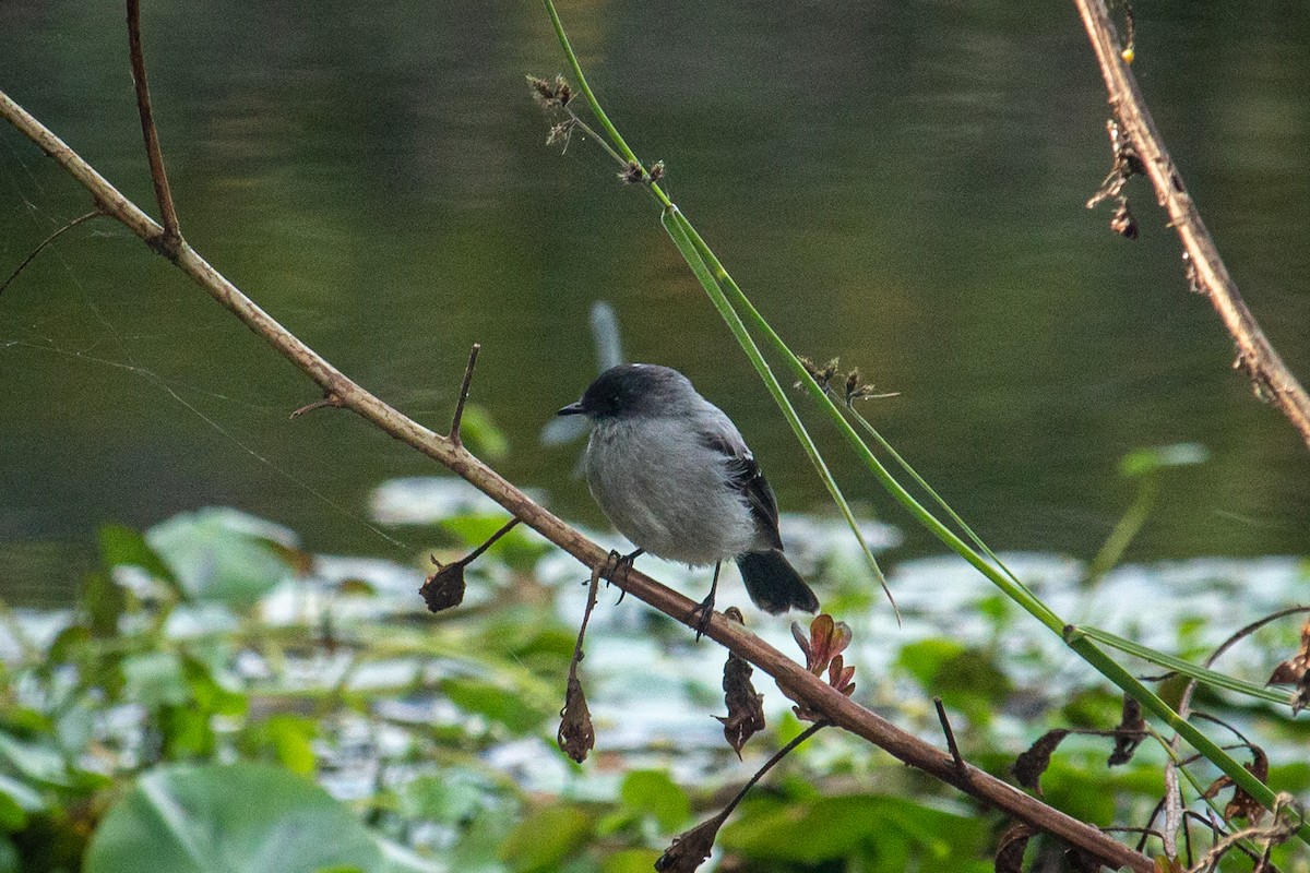 Torrent Tyrannulet - Francisco Russo