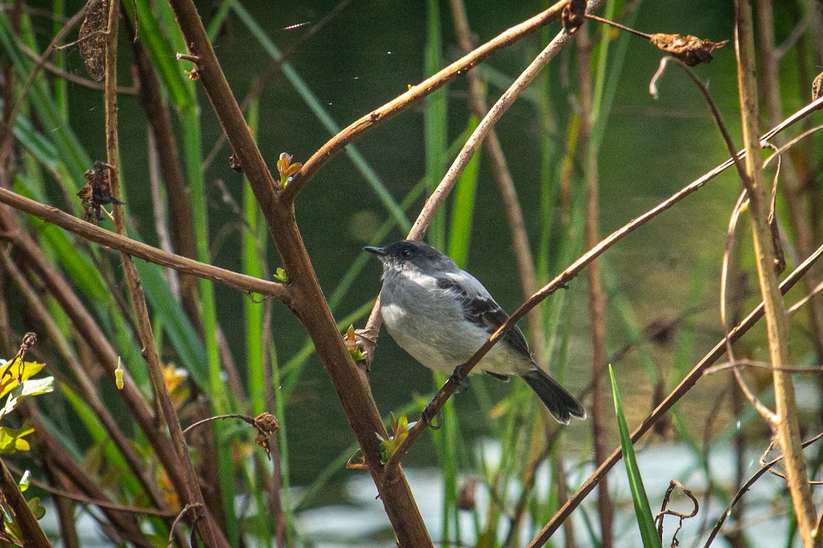 Torrent Tyrannulet - Francisco Russo