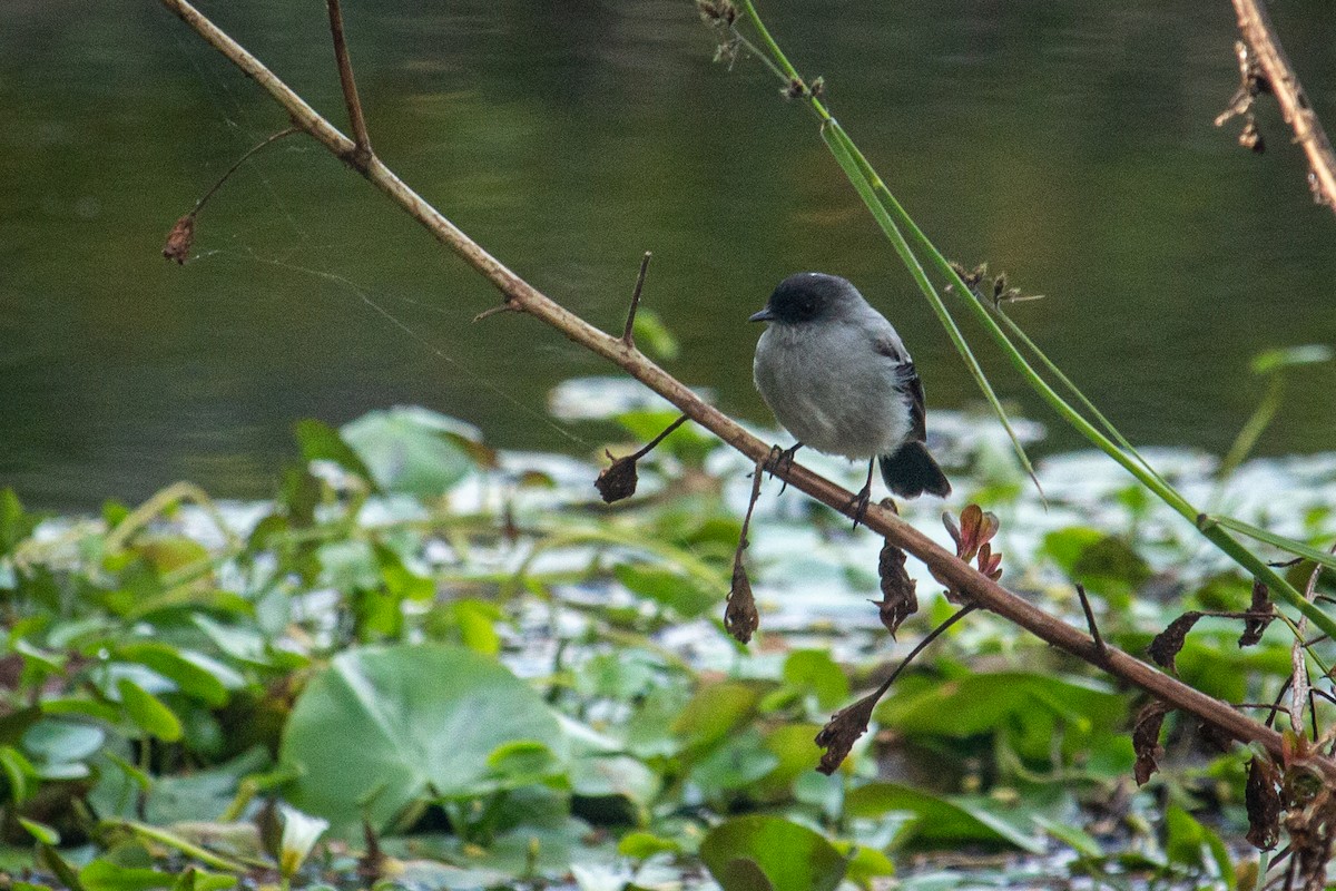 Torrent Tyrannulet - Francisco Russo
