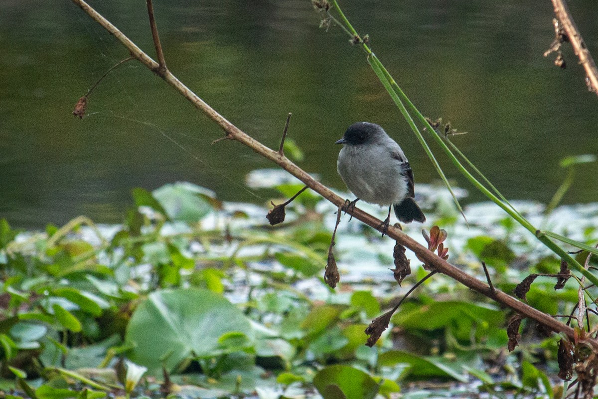 Torrent Tyrannulet - ML523569601