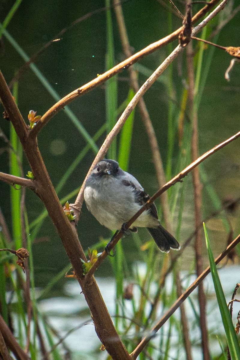 Torrent Tyrannulet - Francisco Russo