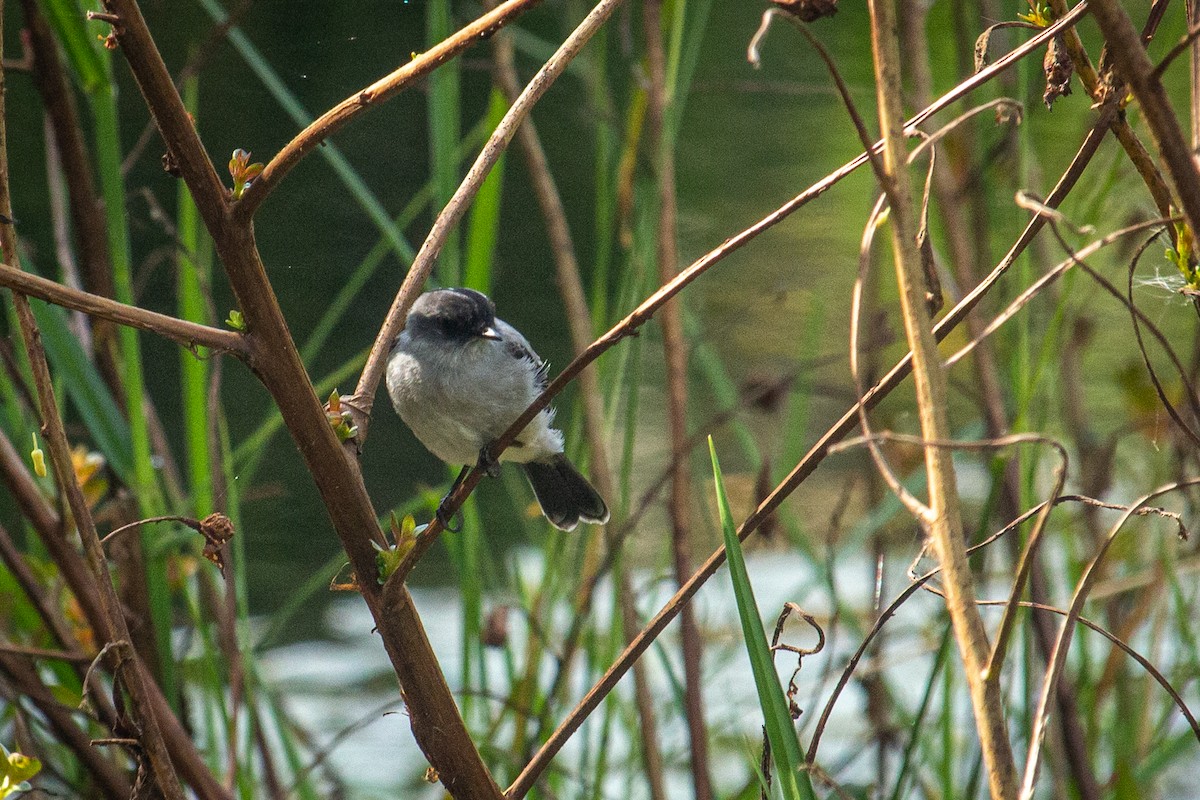 Torrent Tyrannulet - Francisco Russo