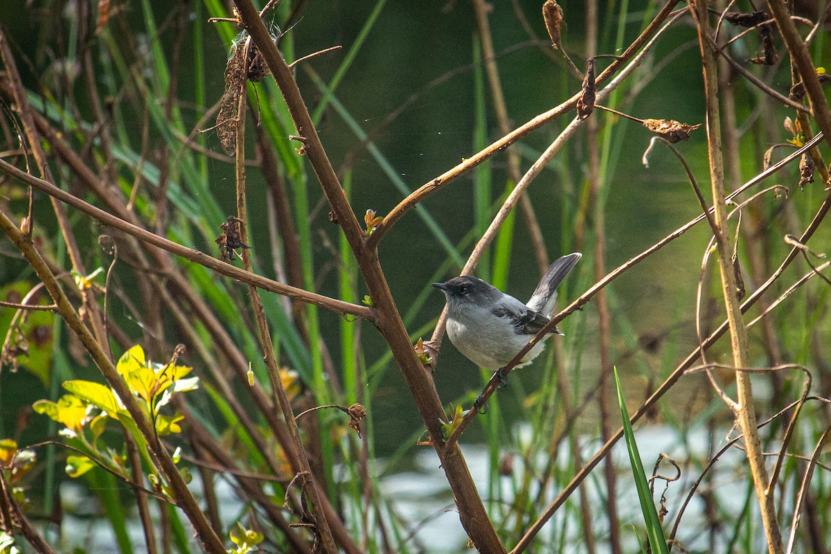 Torrent Tyrannulet - Francisco Russo